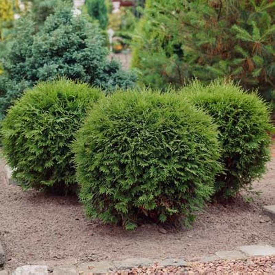 Arborvitae, Hetz Midget