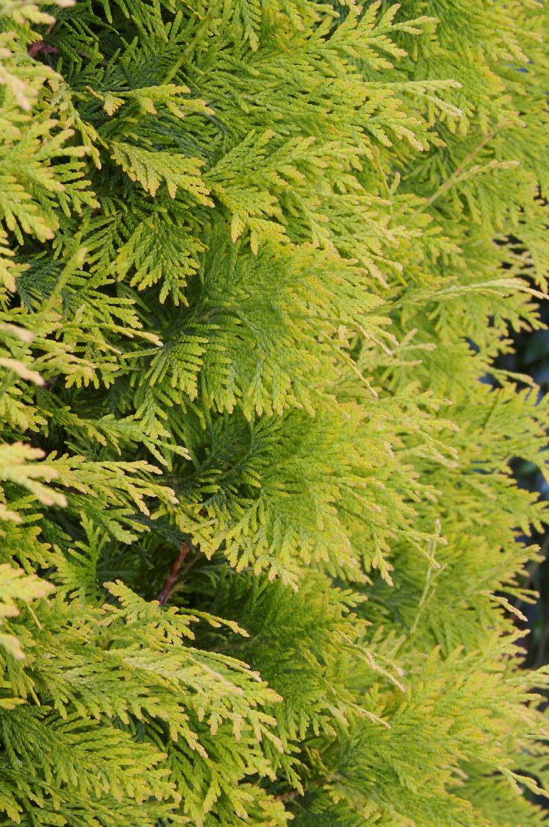 Arborvitae, Yellow Ribbon