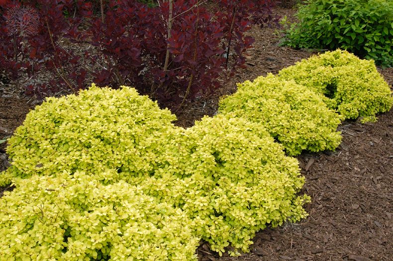 Barberry, Golden Nugget