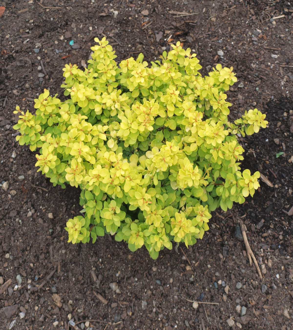 Barberry, Golden Nugget
