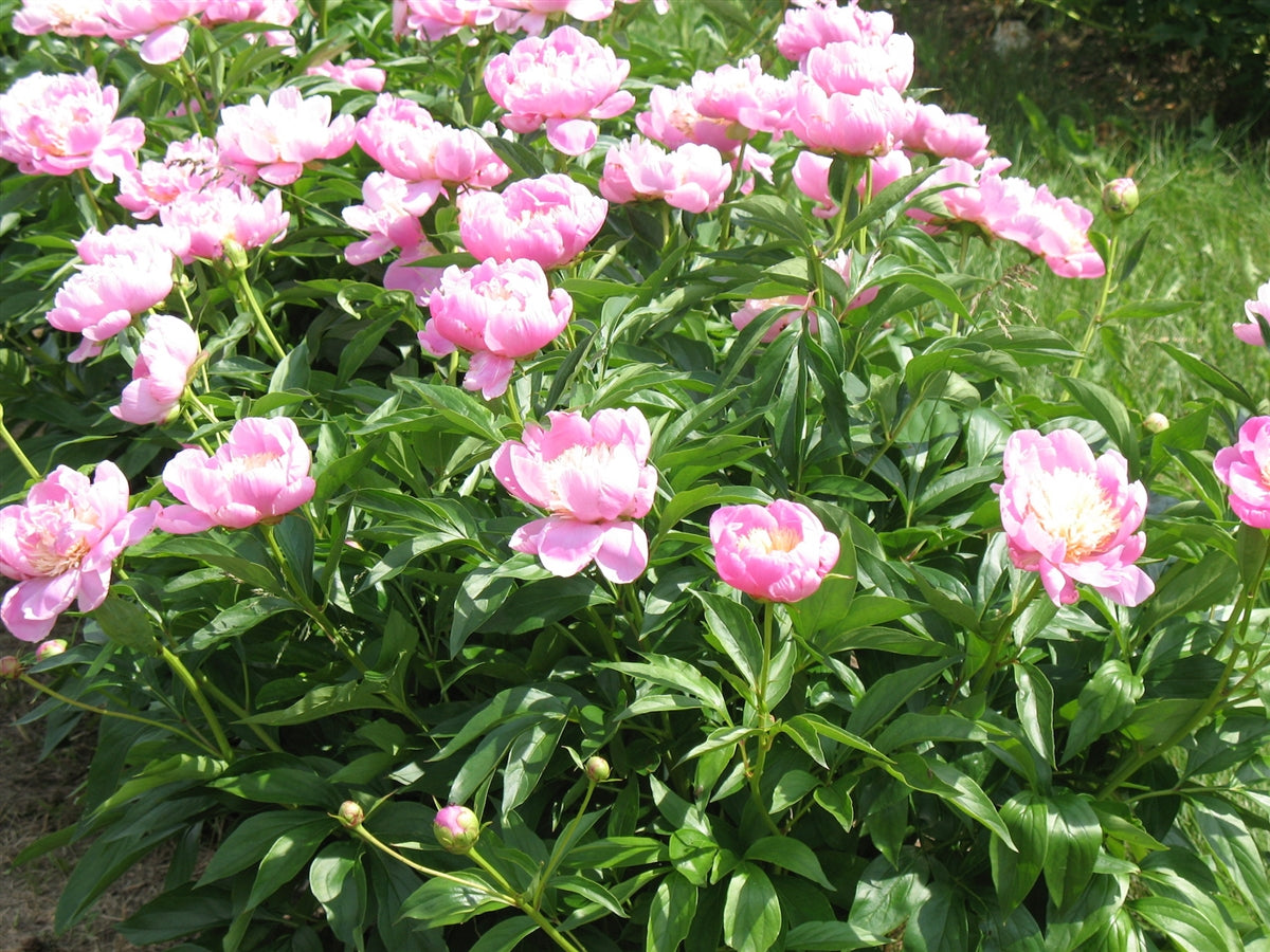 Peony, Bowl of Beauty