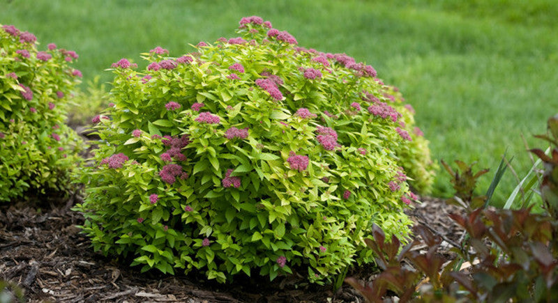 Spirea, Dakota Goldcharm