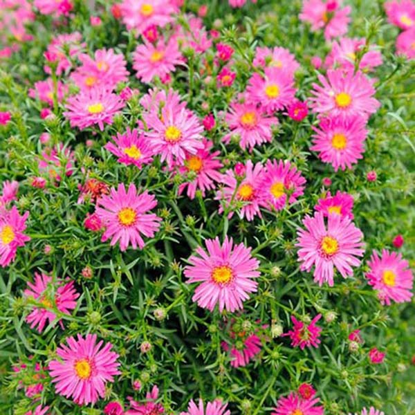 Aster, Pink Woods